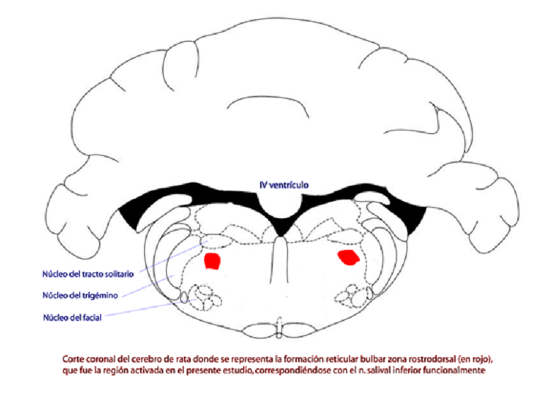 Corte coronal del cerebro, formación reticular bulbar zona rostrodorsal