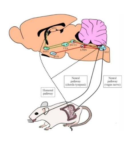 Sodium Homeostasis