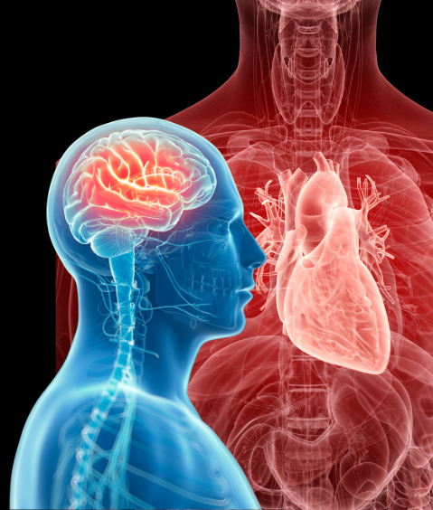 imagen de un cerebro y corazón