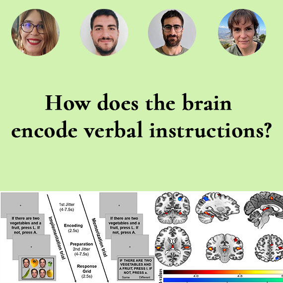 How does the brain encode verbal instructions?