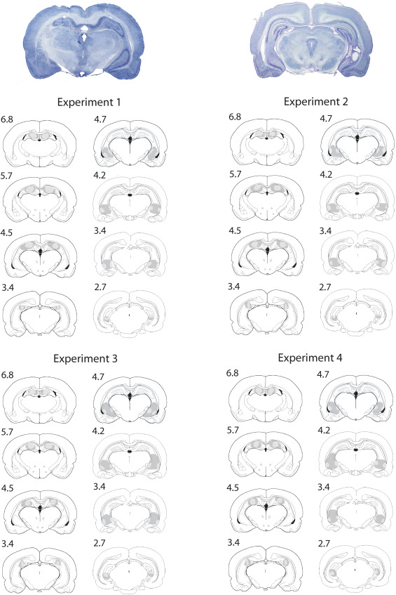 Ventral hippocampus lesions: Anterograde and retrograde deficits