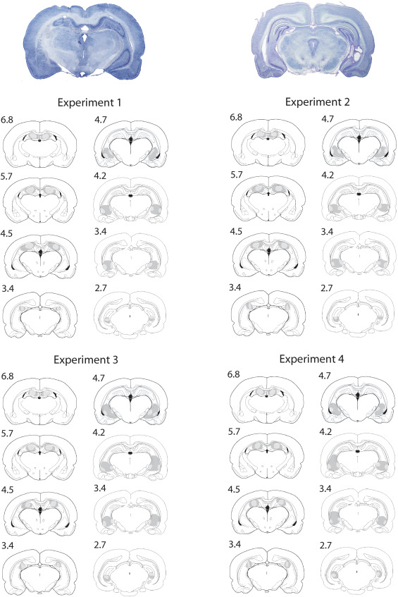 Juan Manuel Jiménez Ramos e Ignacio Morón han realizado un estudio sobre cómo influyen las lesiones en la región ventral del hipocampo en la memoria espacial alocéntrica, que ha sido publicado recientemente en la revista Behavioral Brain Research. lesiones en la región ventral del hipocampo