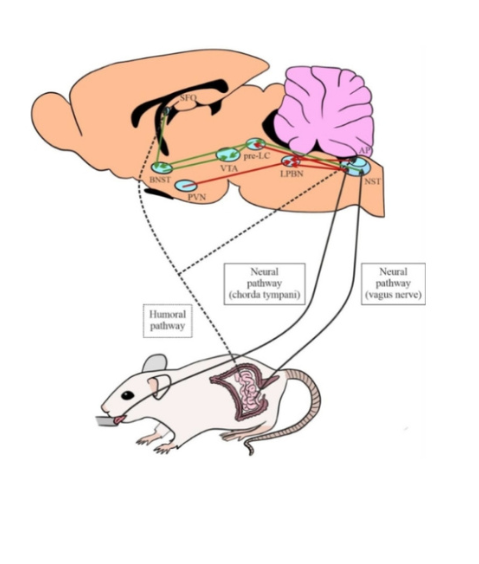 Homeostasis del sodio Homeostasis del sodio